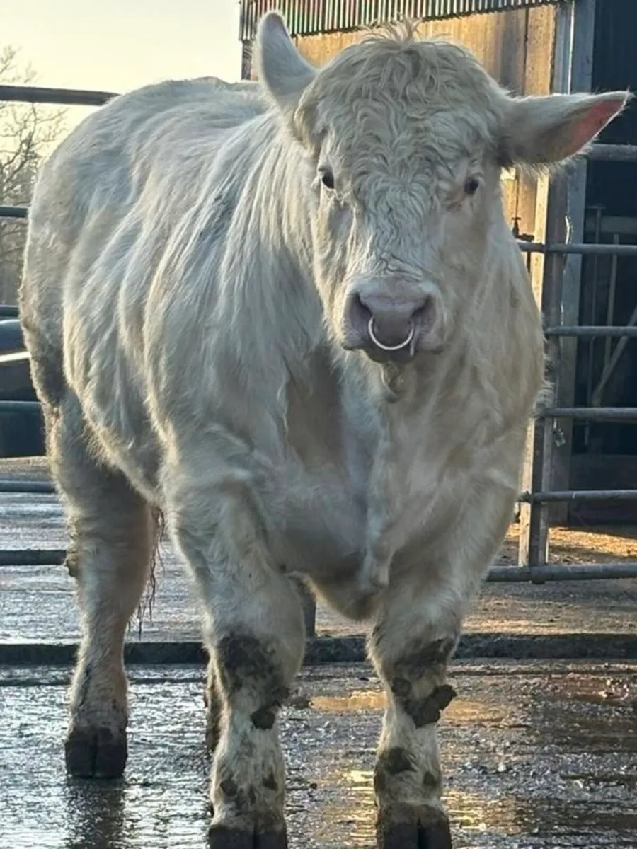 5 ⭐️ PBR CHAROLAIS BULLS. - Image 1