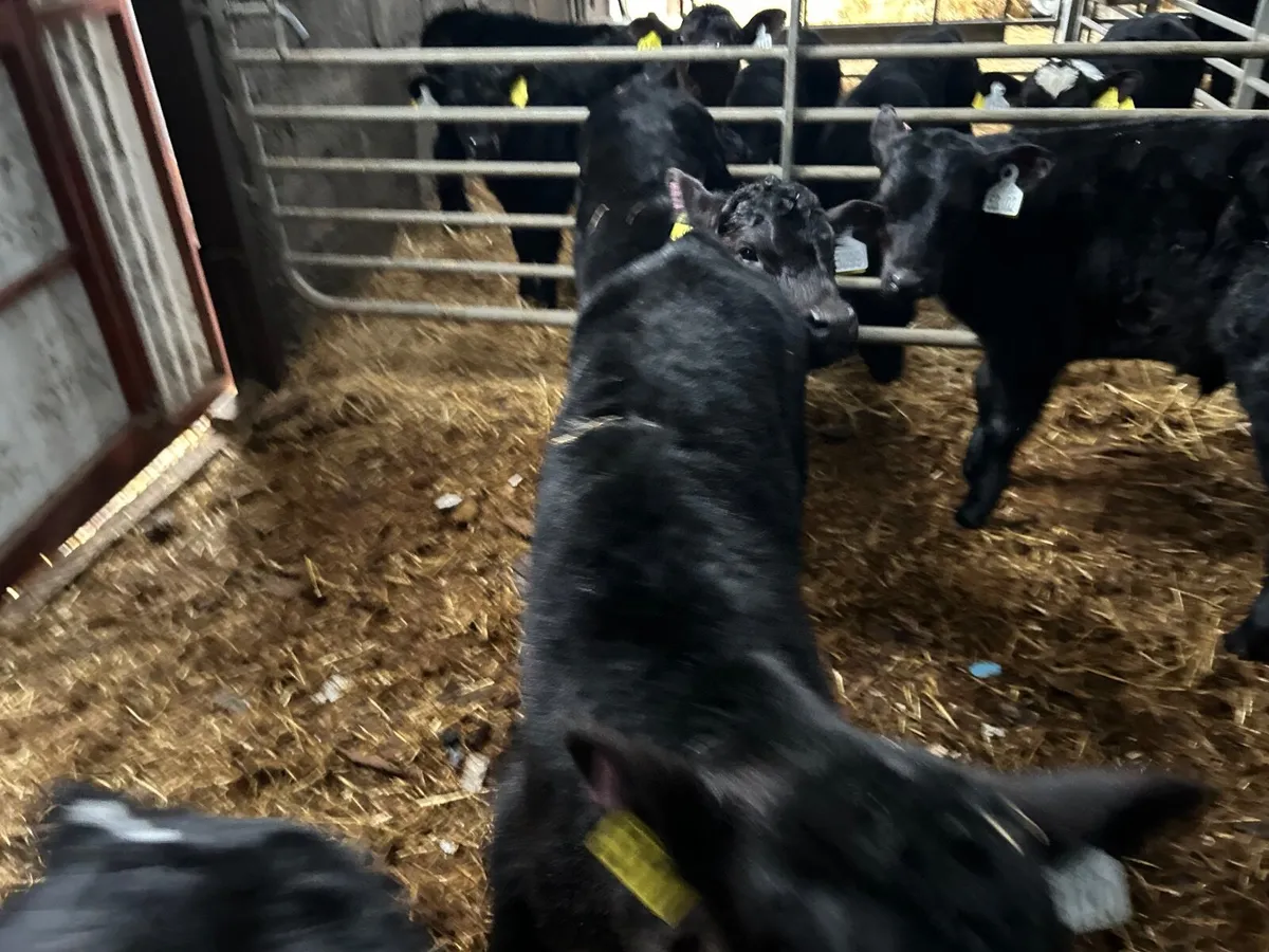 Angus calves - Image 2