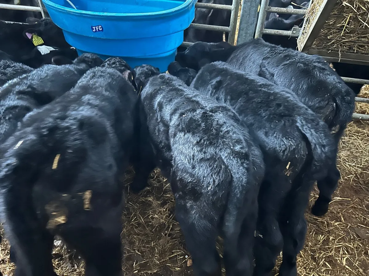 Angus calves - Image 4