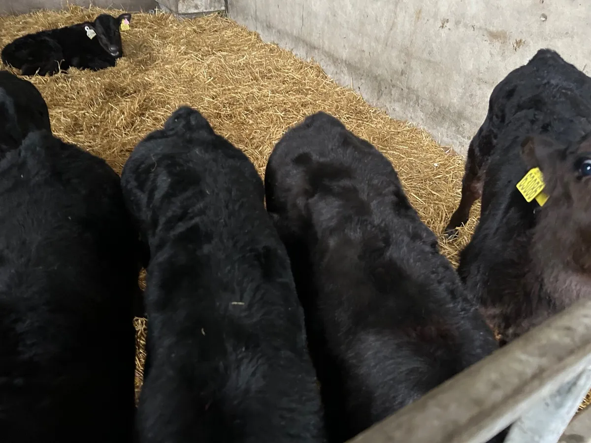 Angus calves - Image 1