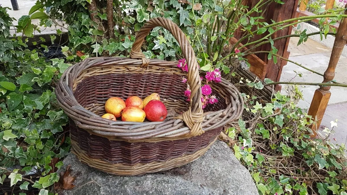 50/100 etc THICK WILLOW CUTTINGS for Hedges,Basket - Image 3
