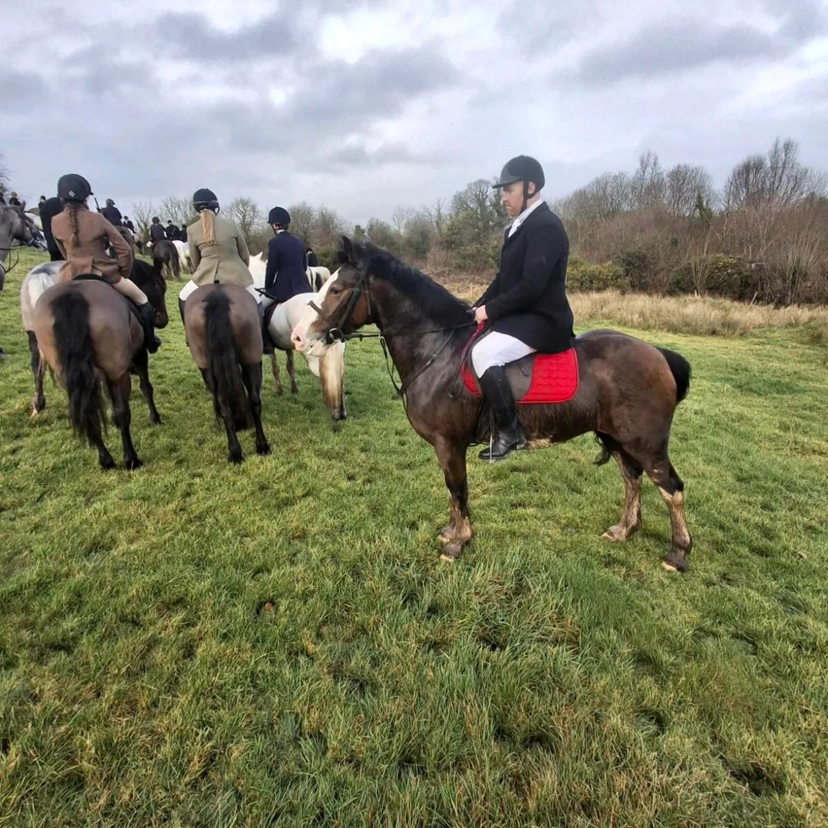 🇮🇪 Bay Mare 🇮🇪
15.3hh
4 year old - Image 3