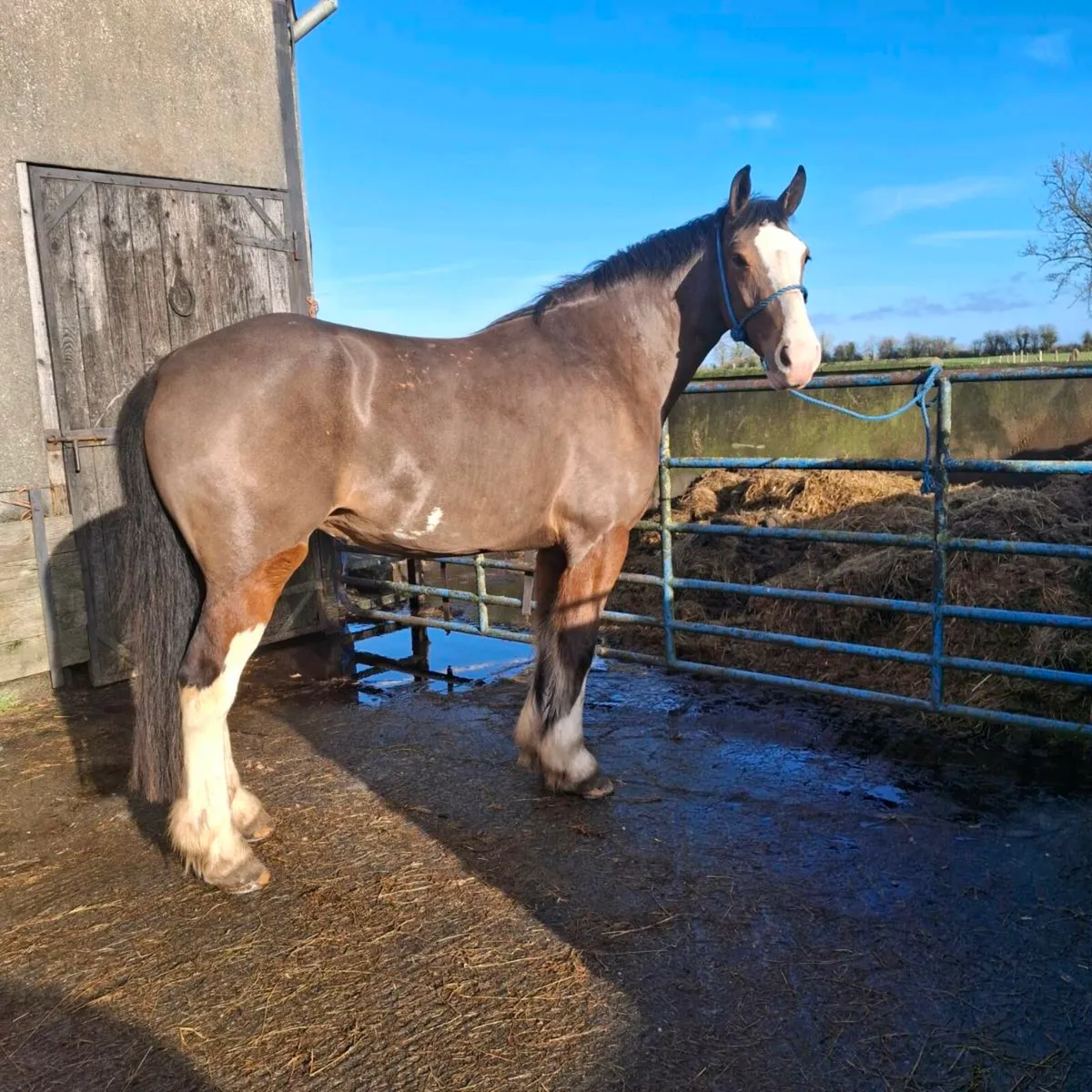 🇮🇪 Bay Mare 🇮🇪
15.3hh
4 year old - Image 2