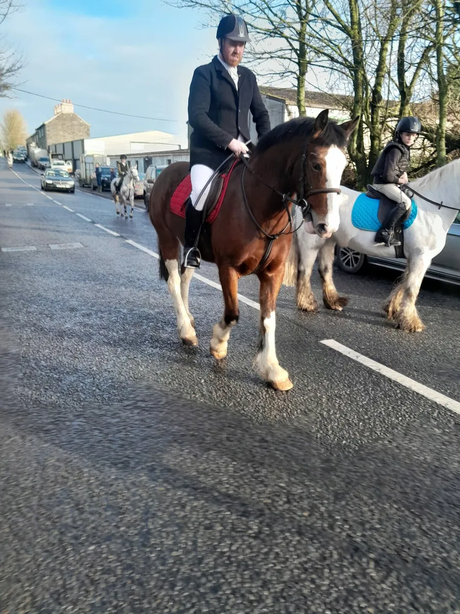 🇮🇪 Bay Mare 🇮🇪
15.3hh
4 year old - Image 4