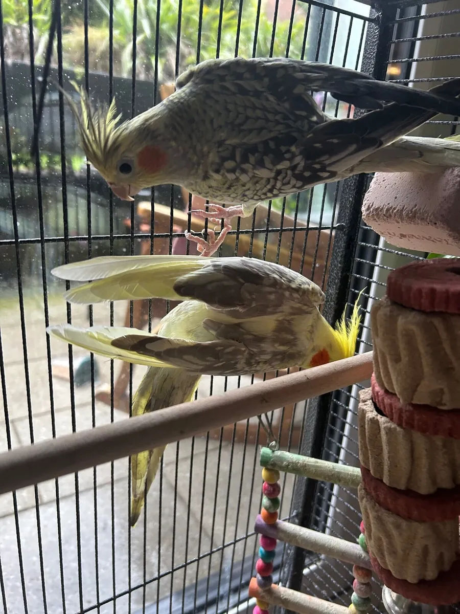 Two Cockatiels - Image 1