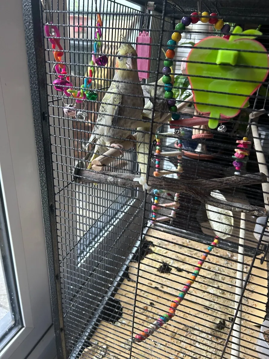 Two Cockatiels - Image 4
