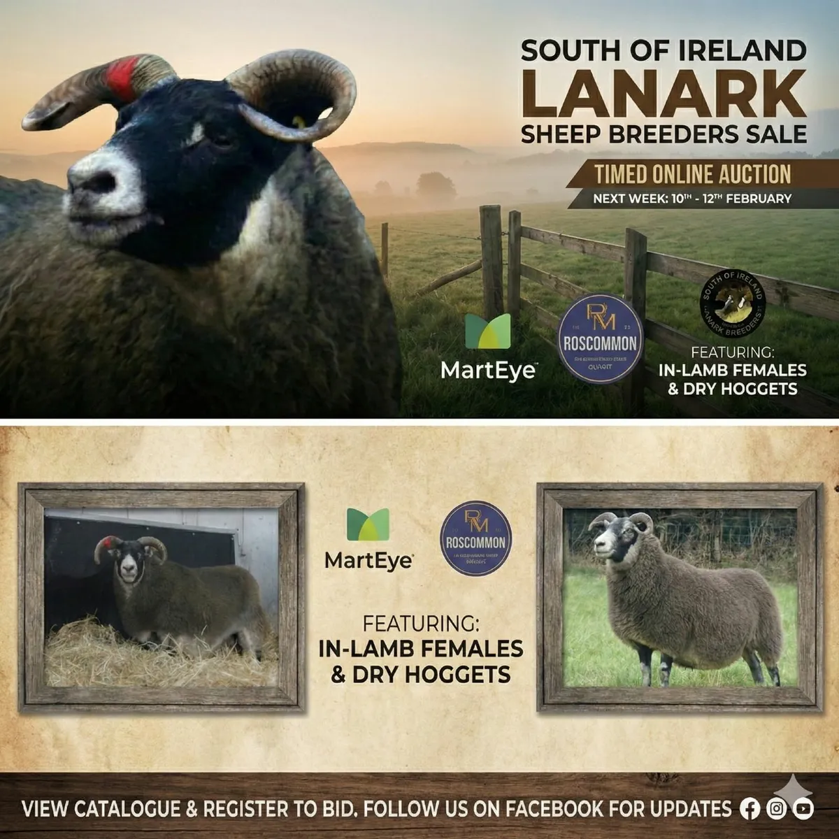 Lanark Female Sale Online - Image 2