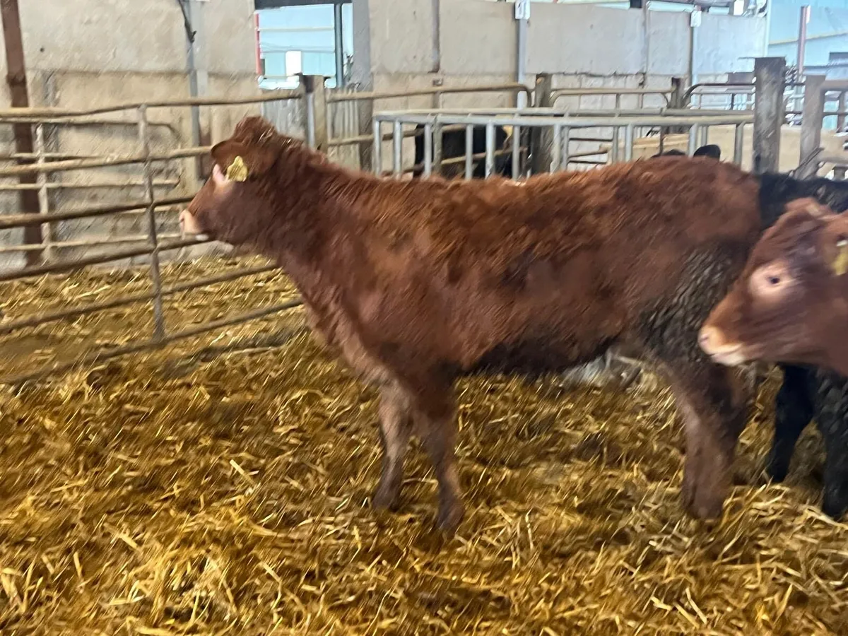 4 super limosin heifer weanlings - Image 2