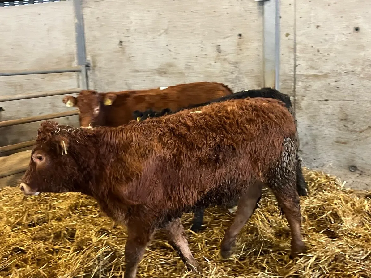 4 super limosin heifer weanlings - Image 1
