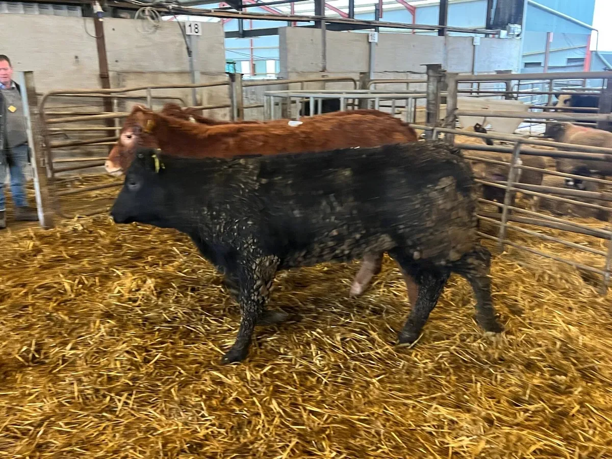 4 super limosin heifer weanlings - Image 4