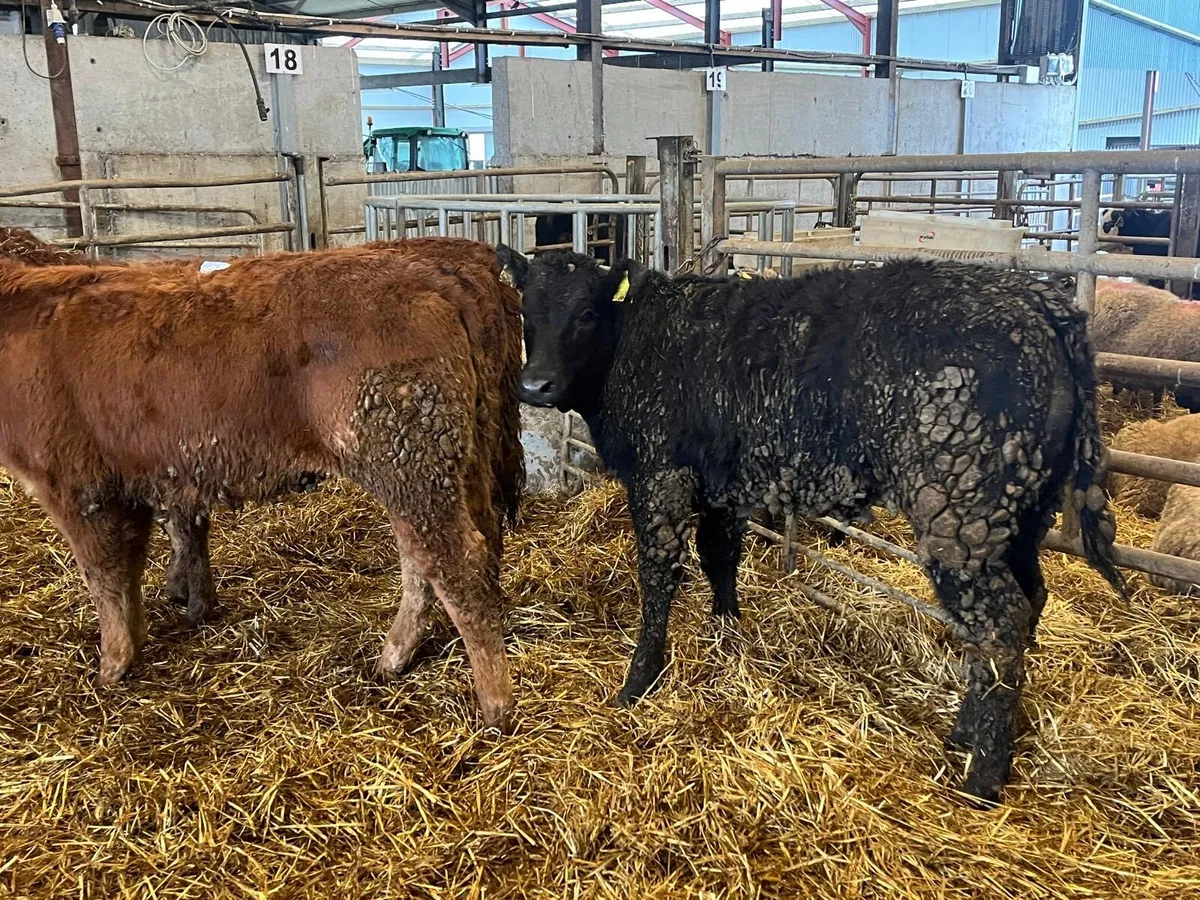 4 super limosin heifer weanlings - Image 3