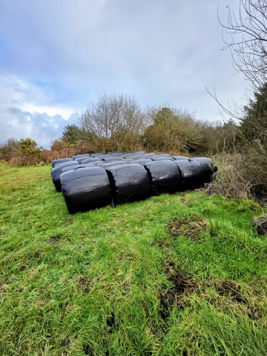 Silage Bales - Image 2