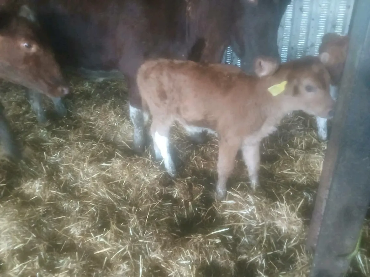 Organic cow and calves - Image 3