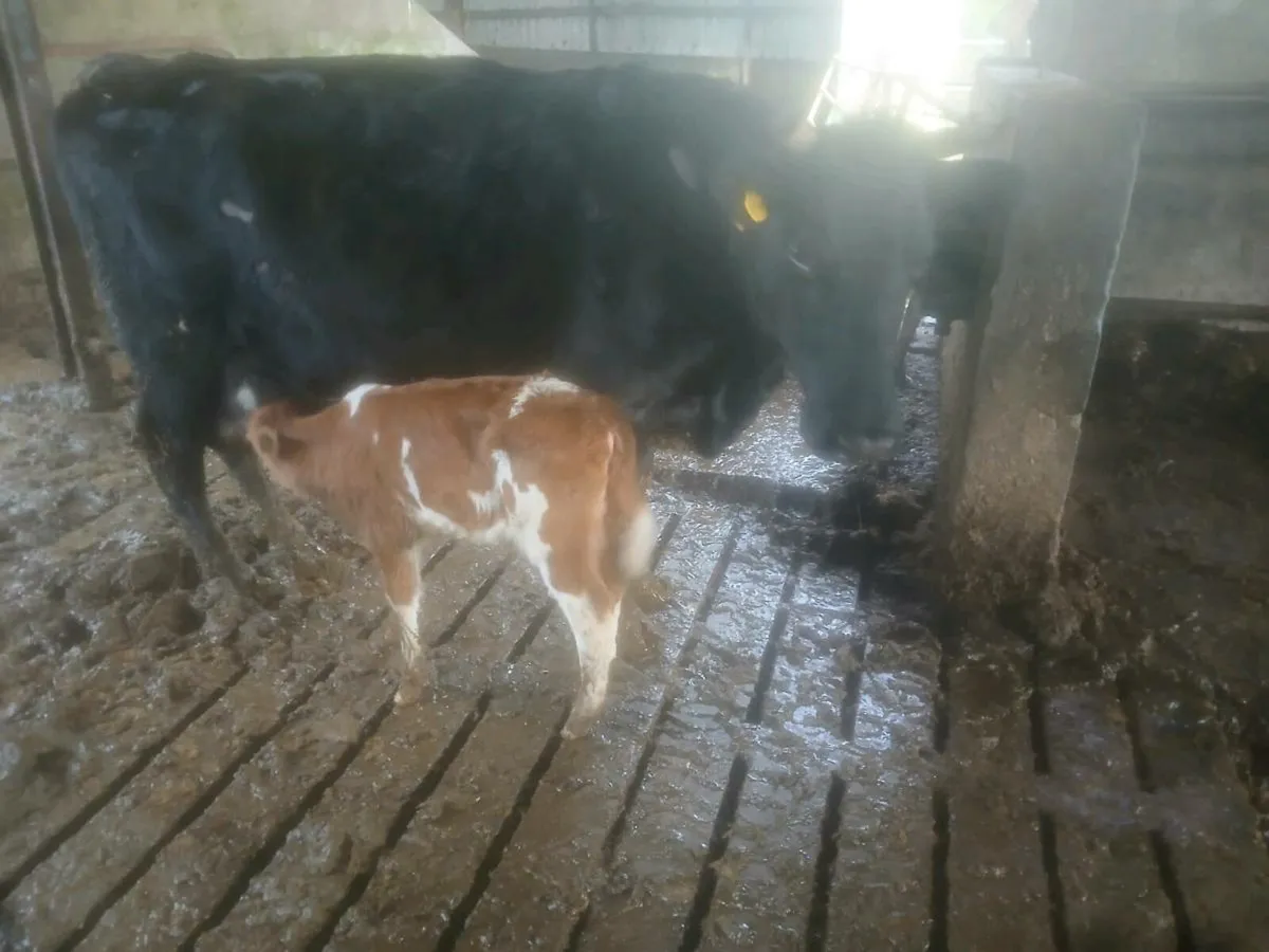 Organic cow and calves - Image 1