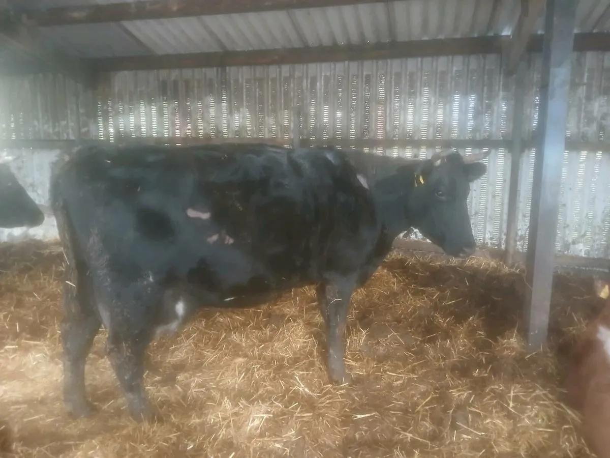 Organic cow and calves - Image 2