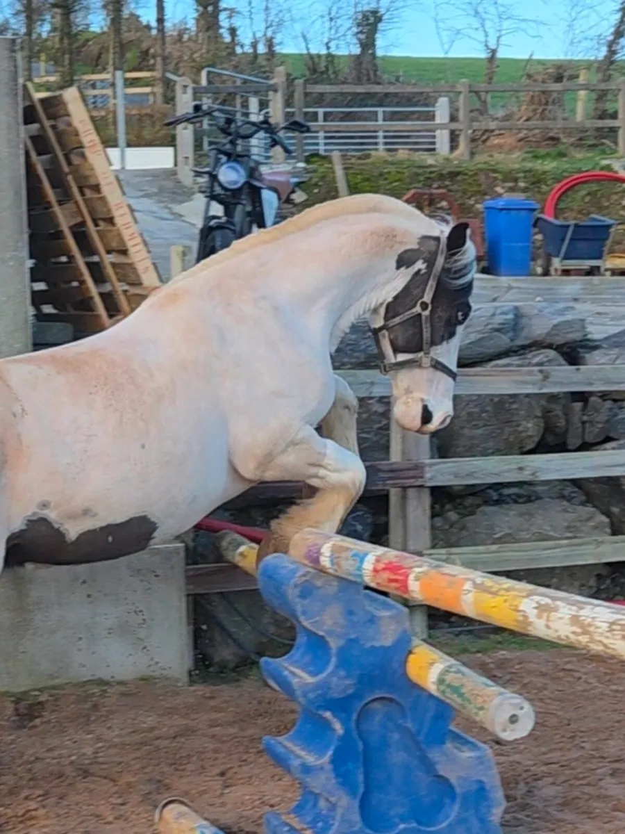 ⭐️Thomas ⭐️ 14.3 cob x draught - Image 2