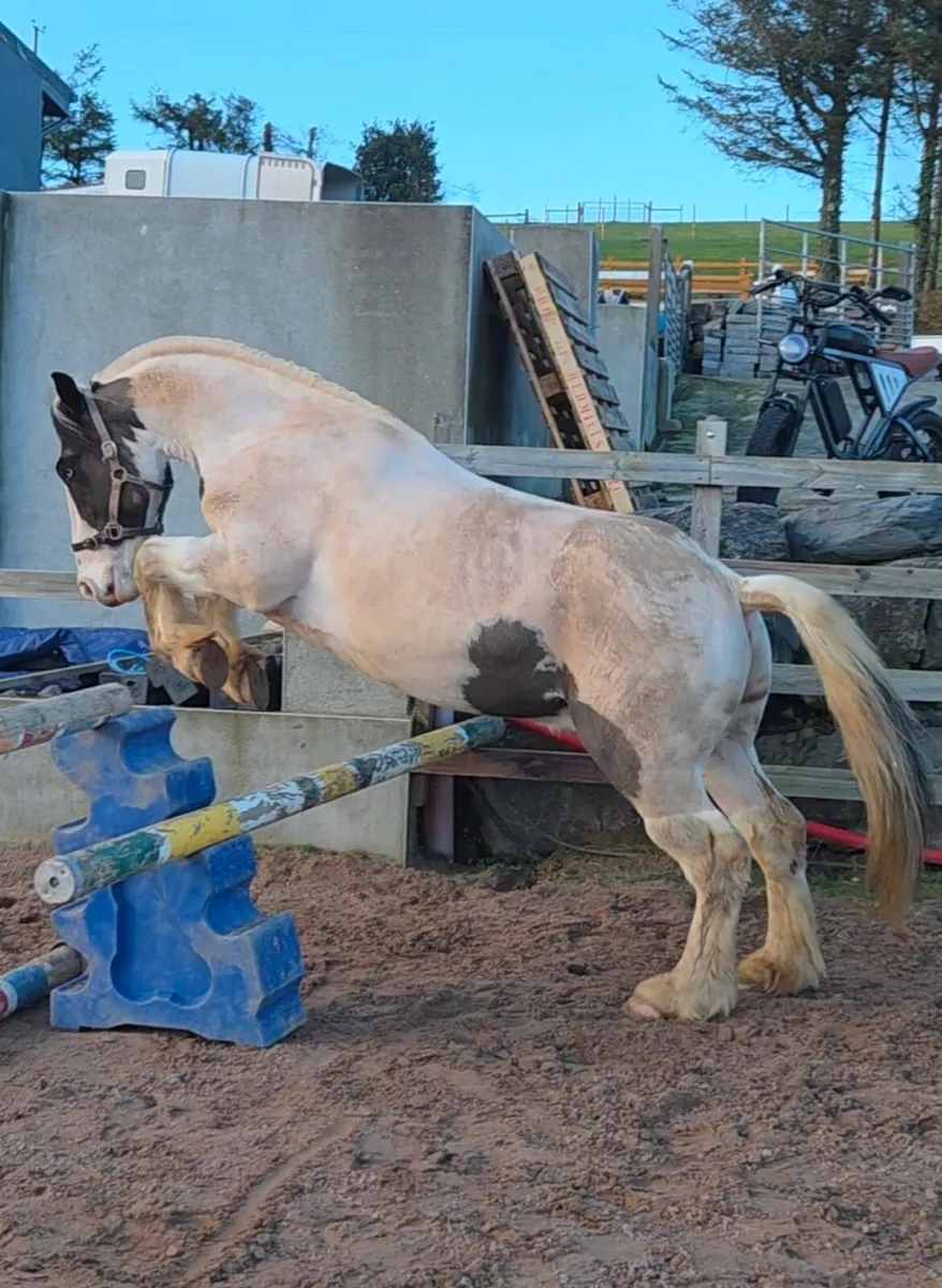 ⭐️Thomas ⭐️ 14.3 cob x draught - Image 3