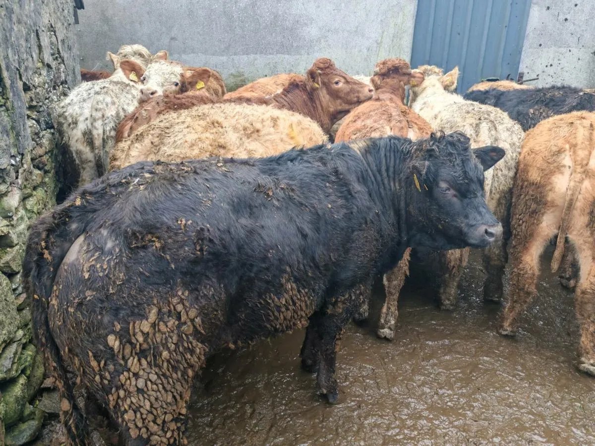 15 Store Bullock's 500/580 kgs. - Image 2