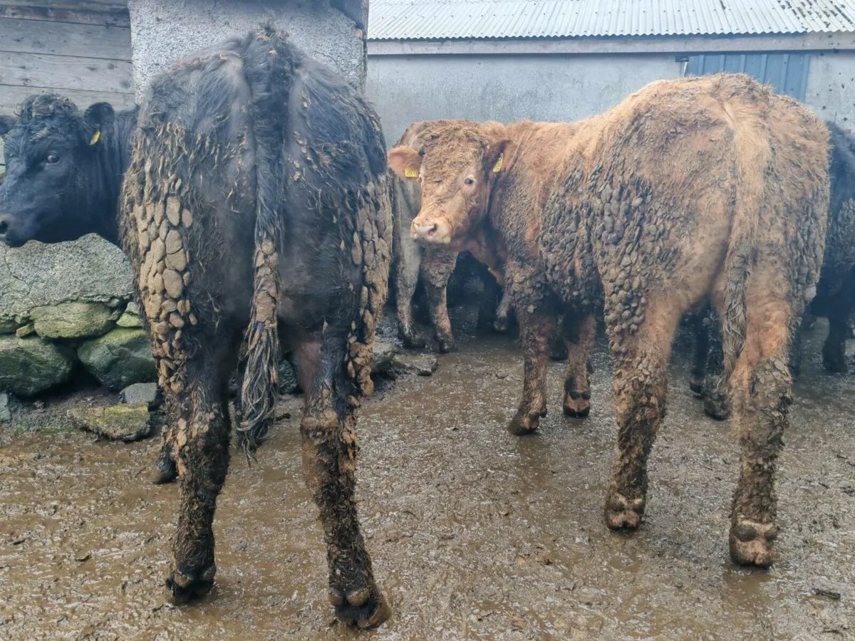 15 Store Bullock's 500/580 kgs. - Image 3