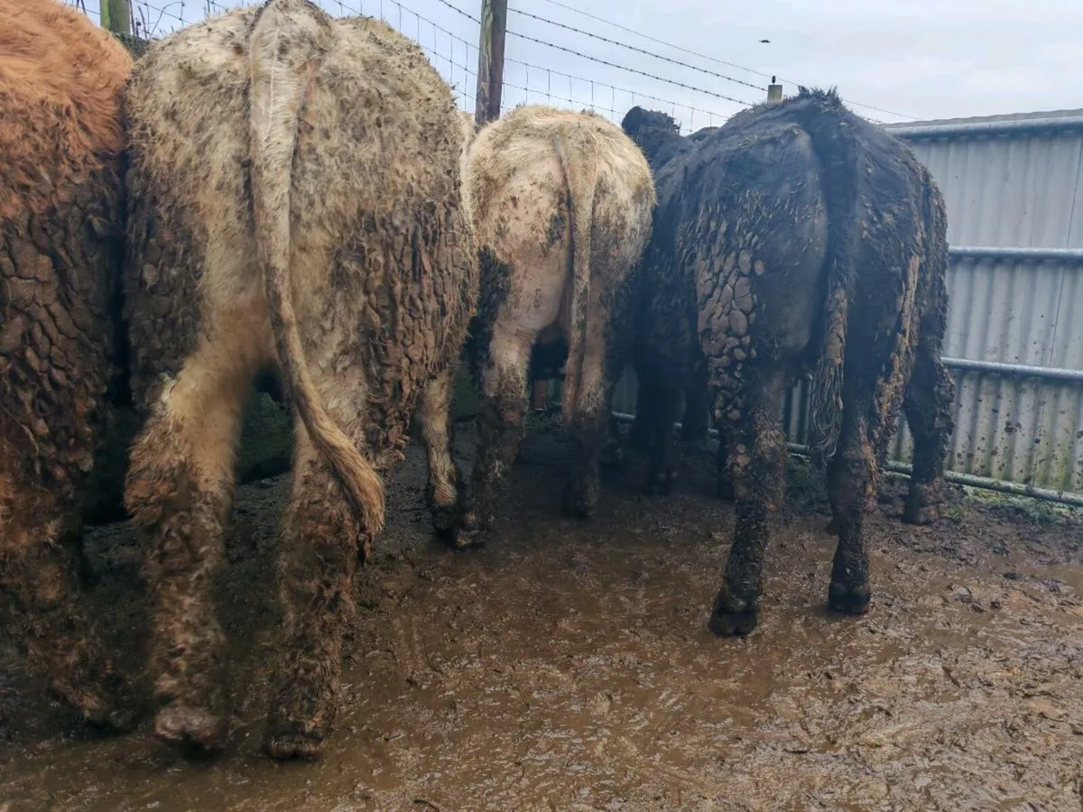 15 Store Bullock's 500/580 kgs. - Image 4