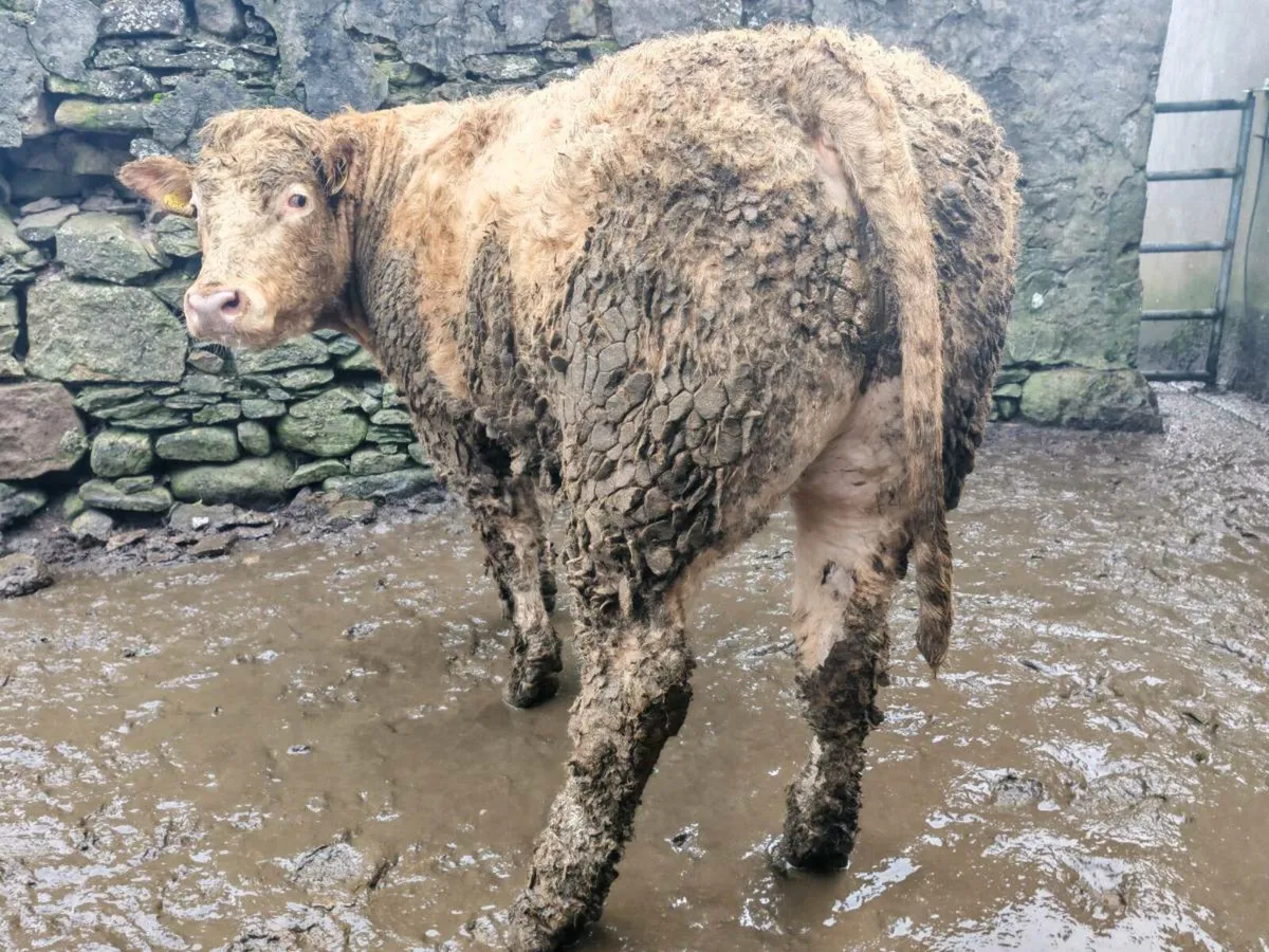 15 Store Bullock's 500/580 kgs. - Image 1