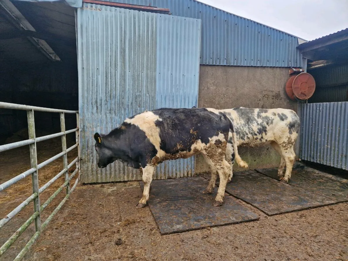 Breeding heifers 5 star genotype - Image 1