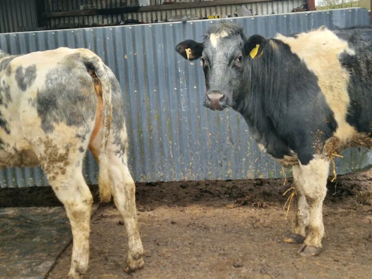 Breeding heifers 5 star genotype - Image 3