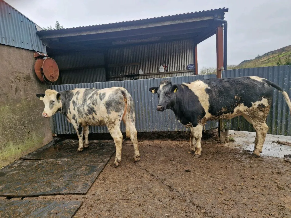 Breeding heifers 5 star genotype - Image 4