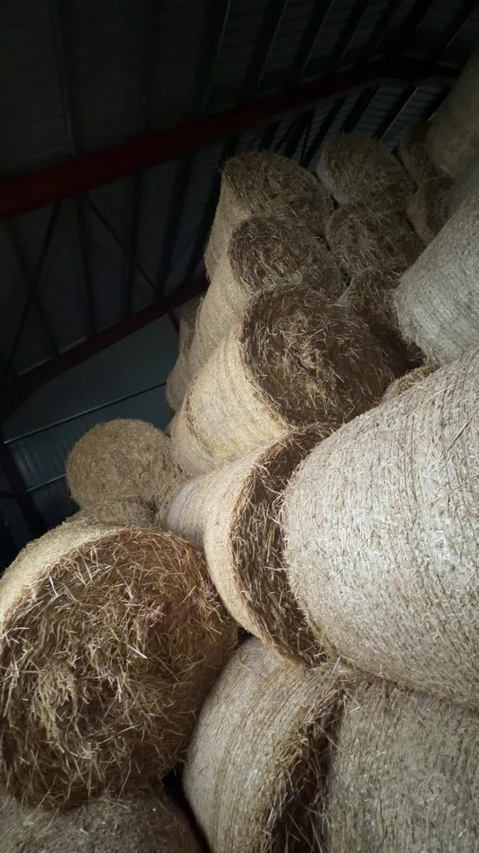 Barley Straw - Image 2