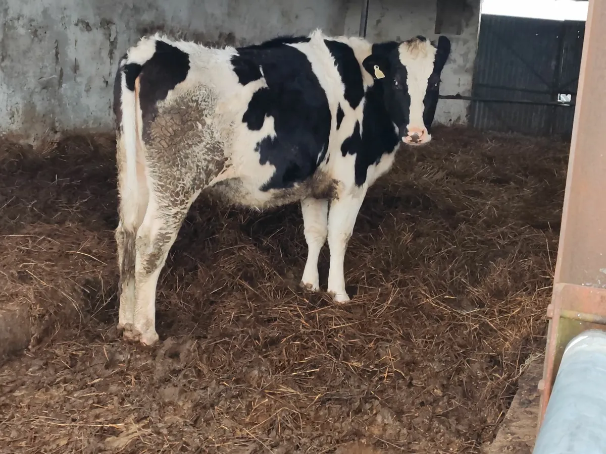 Maiden heifers - Image 1