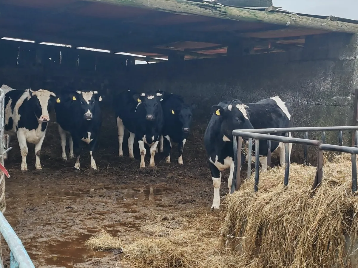 Maiden heifers - Image 2