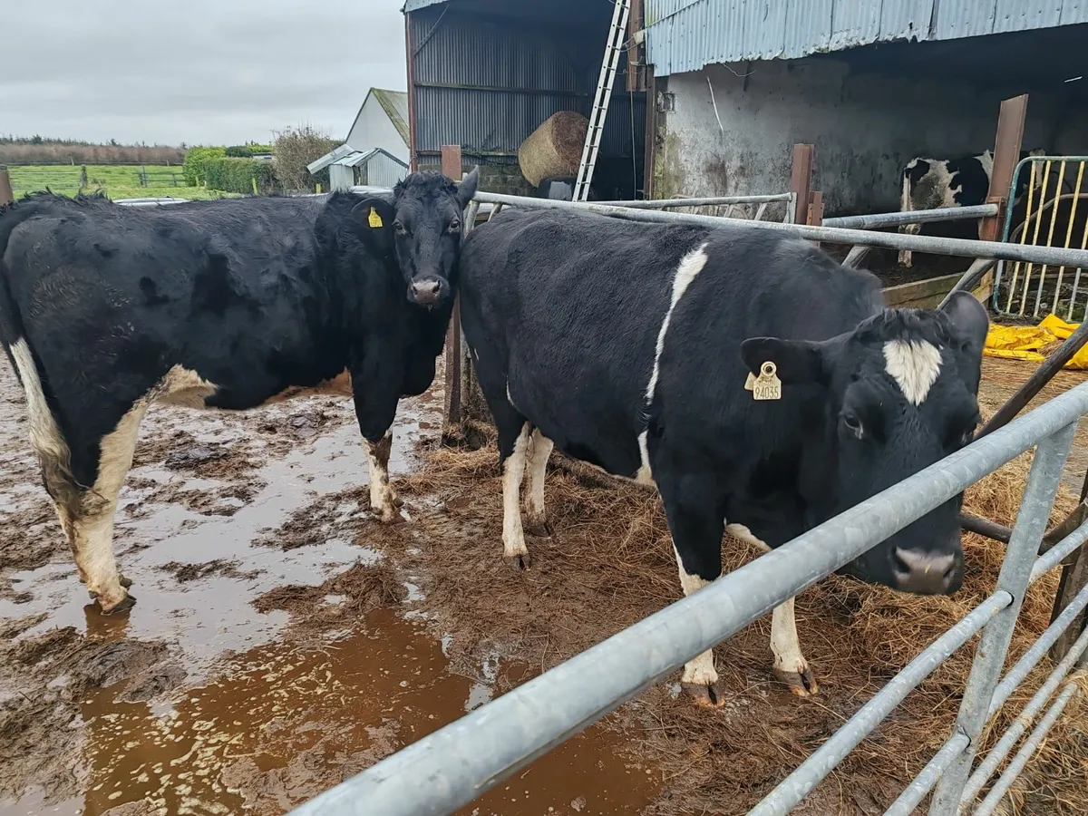 Maiden heifers - Image 3