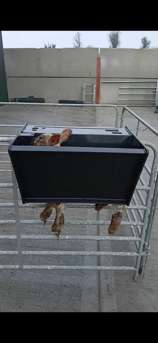 Lamb Station - lambing - Image 2