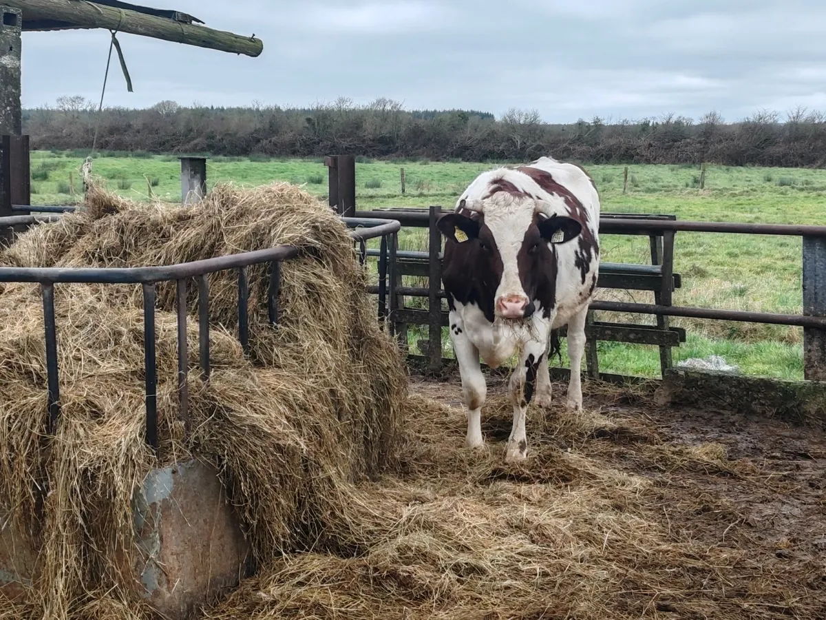 Maiden heifers - Image 4