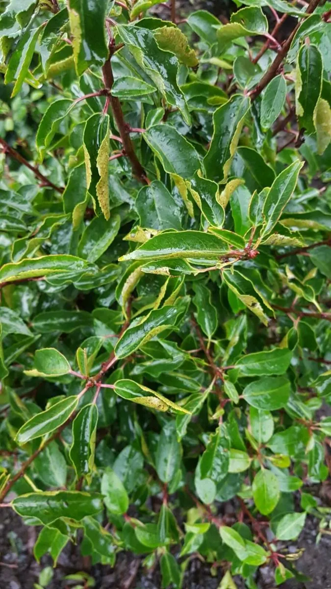 Portuguese Laurel Hedging 3ltr pots 40-60cm - Image 4