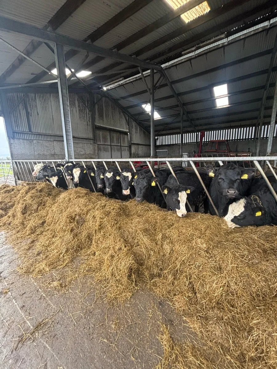 Yearling Heifers - Image 1