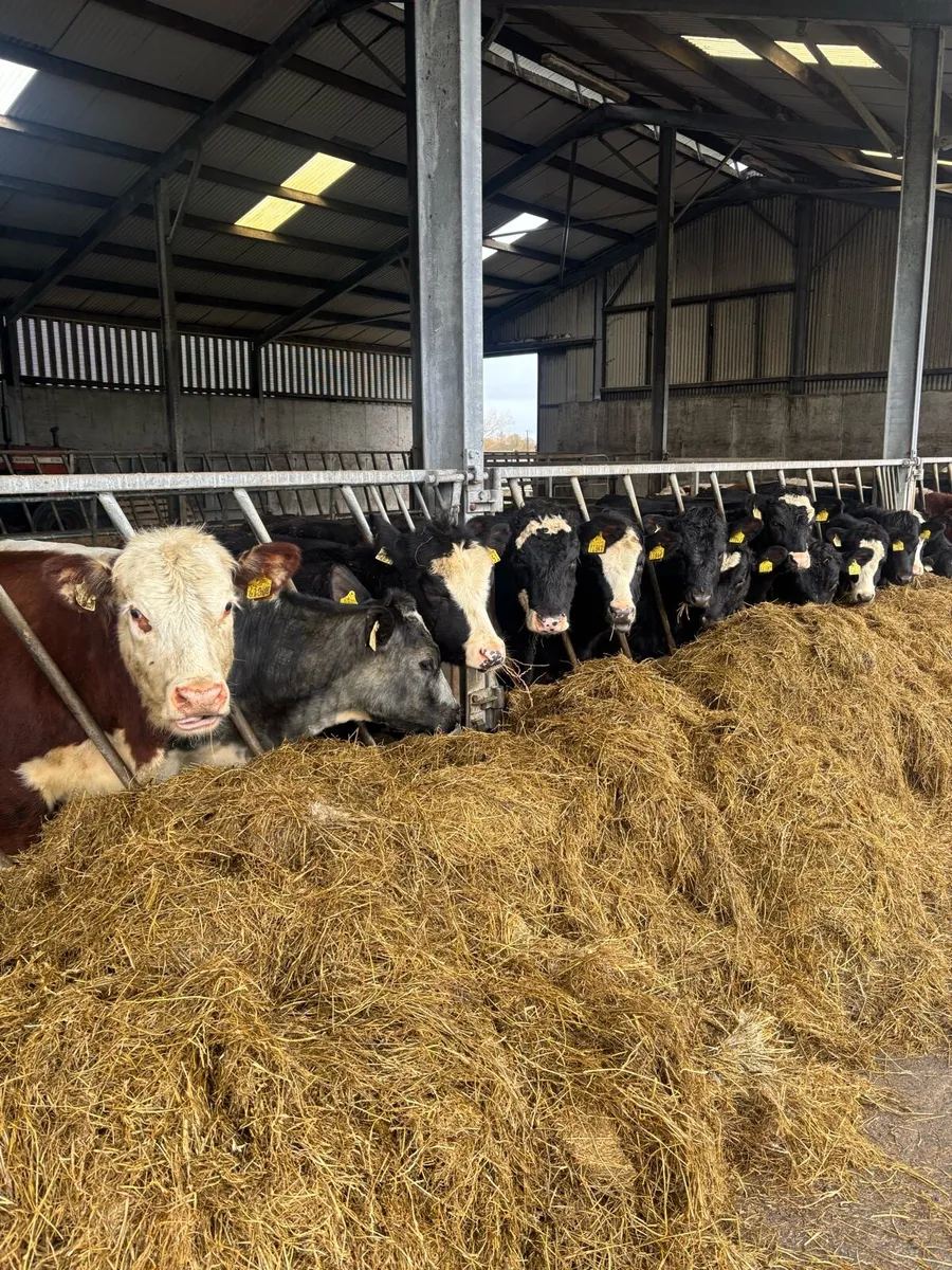 Yearling Heifers - Image 2