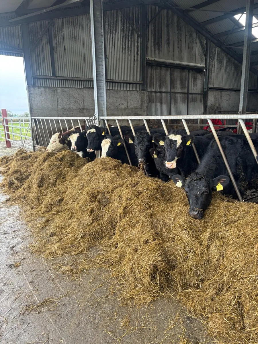 Yearling Heifers - Image 3