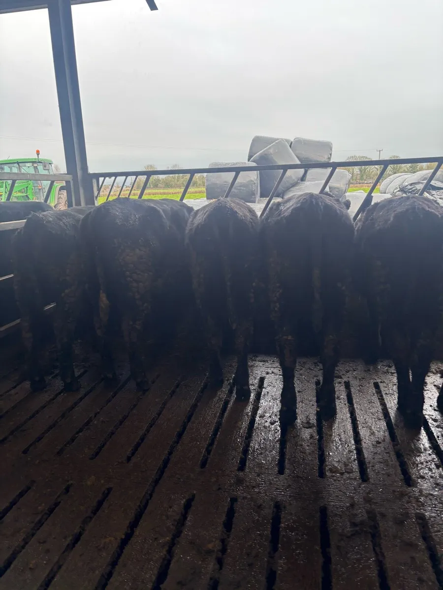 Yearling Heifers - Image 4