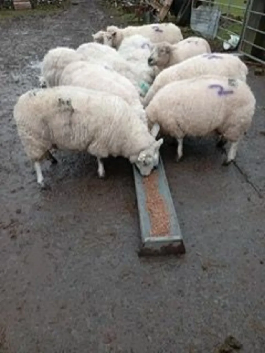 80 In Lamb Ewes - Image 1