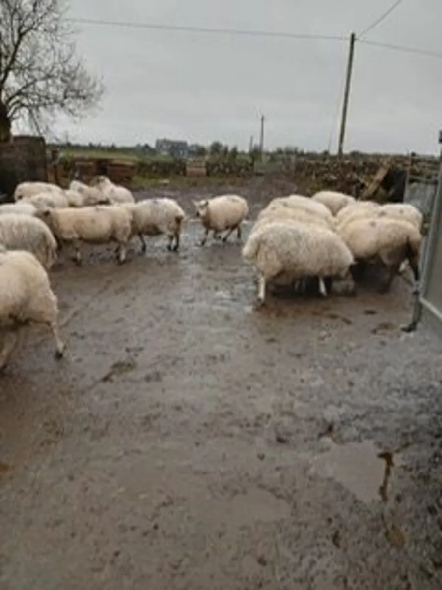 80 In Lamb Ewes - Image 2