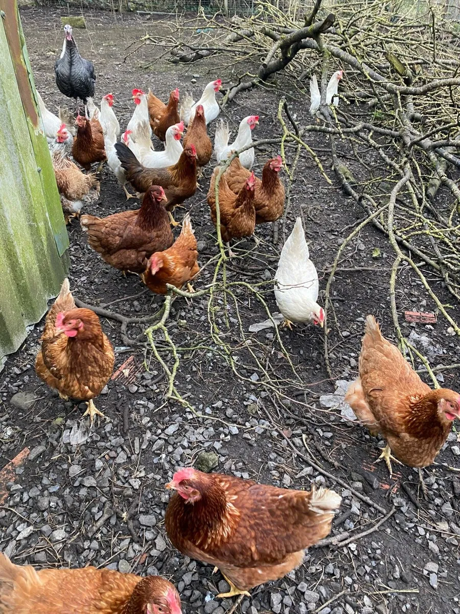 Laying Hens - Image 2
