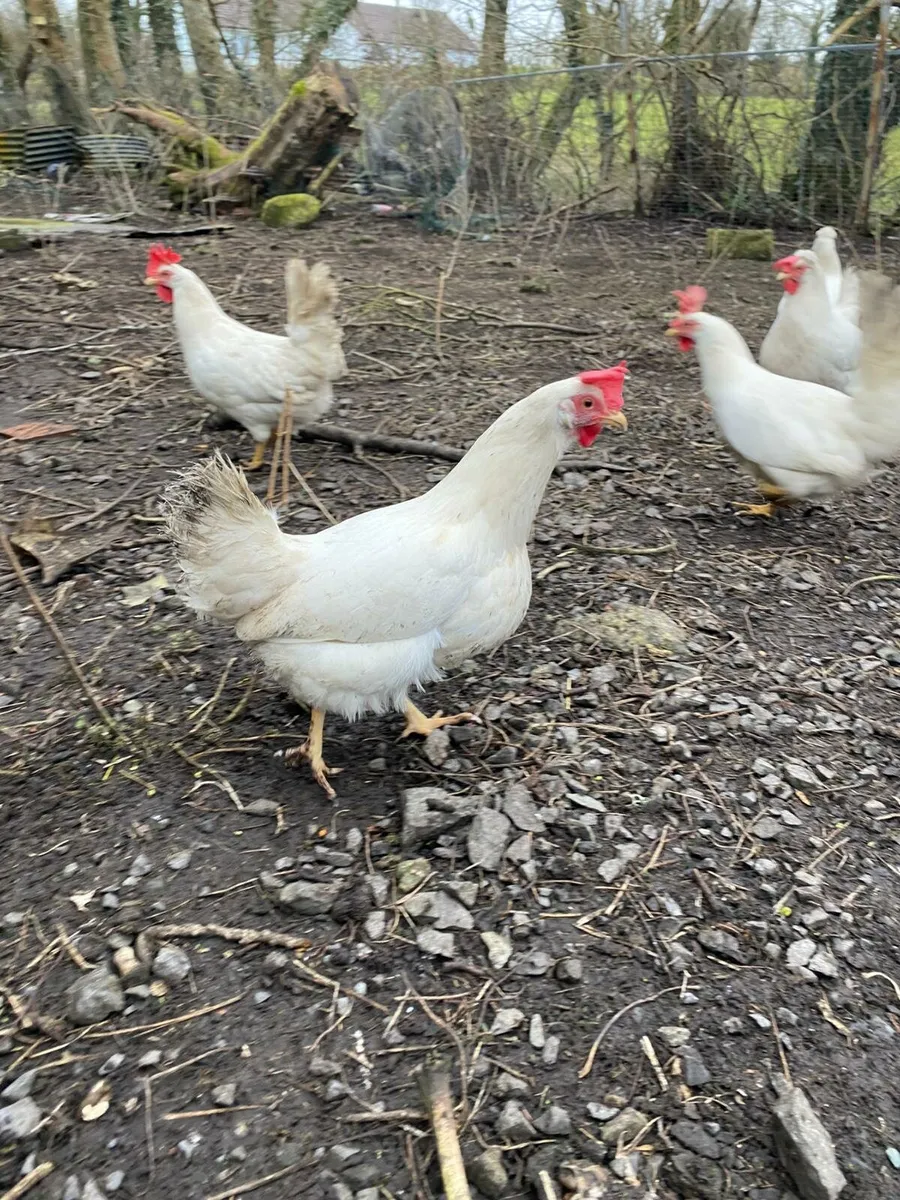 Laying Hens - Image 3