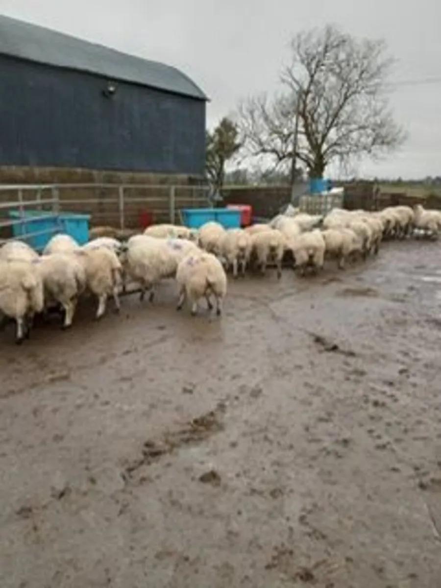 80 In Lamb Ewes - Image 4