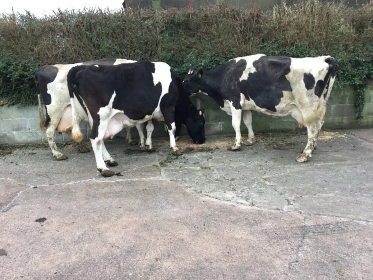 British Friesian Bred Bulls - Image 1