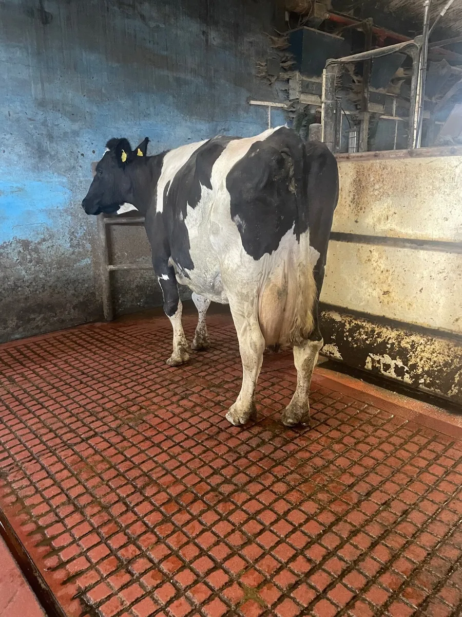 British Friesian Bred Bulls - Image 3