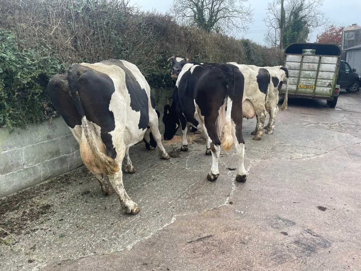 British Friesian Bred Bulls - Image 4