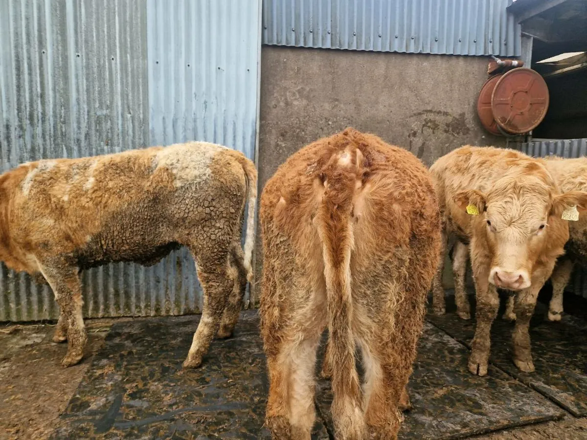 Breeding Heifers - Image 2