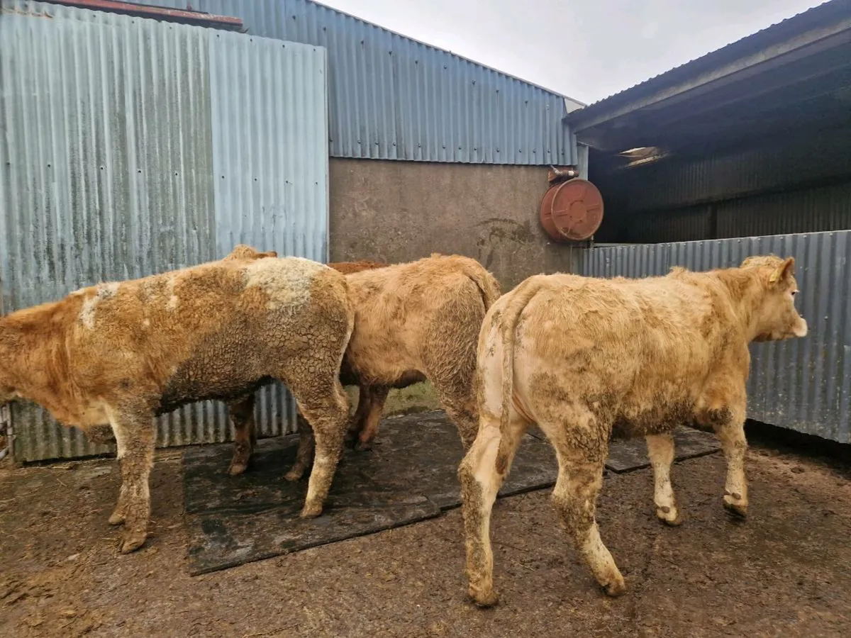 Breeding Heifers - Image 4