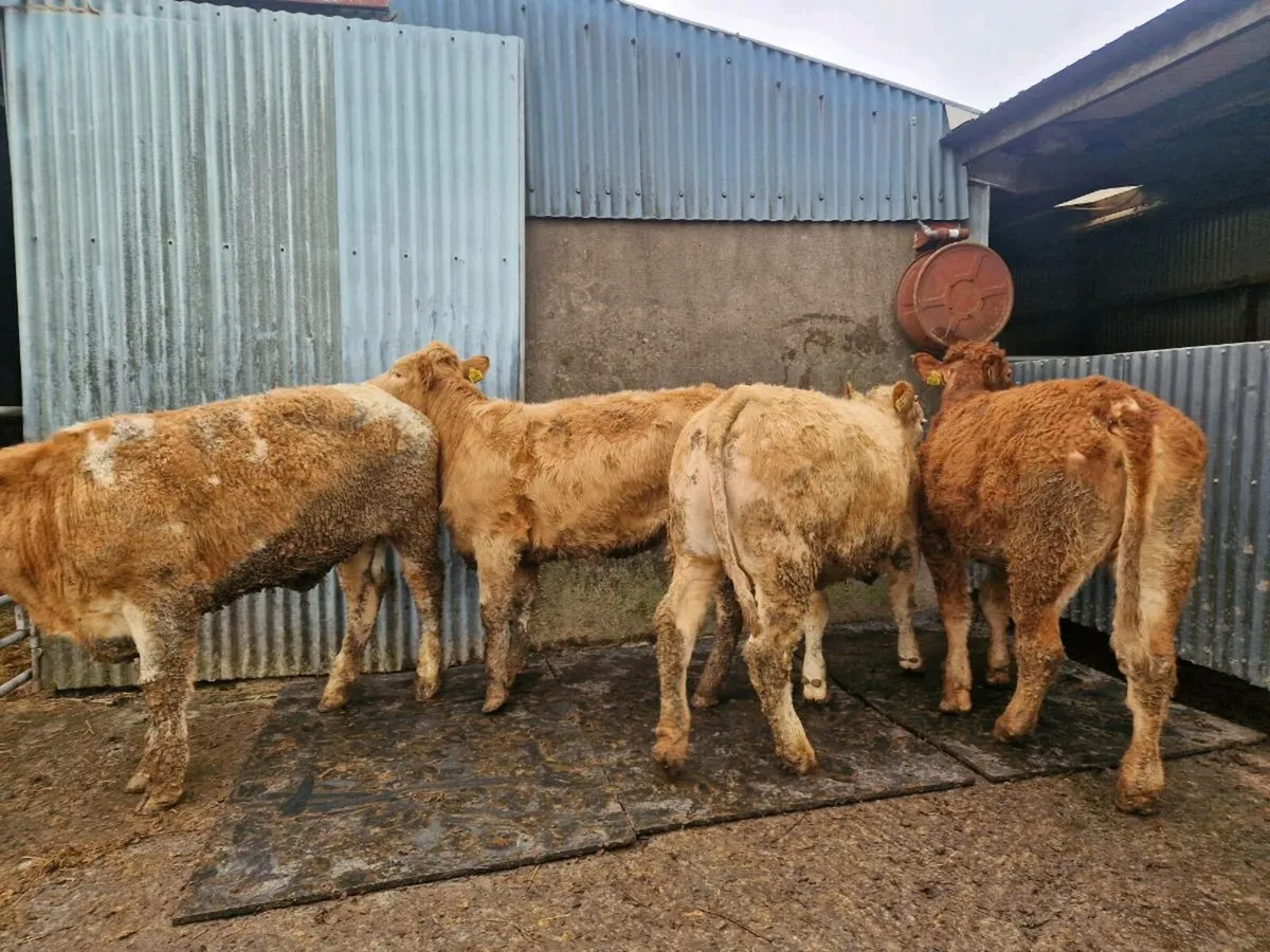 Breeding Heifers - Image 3